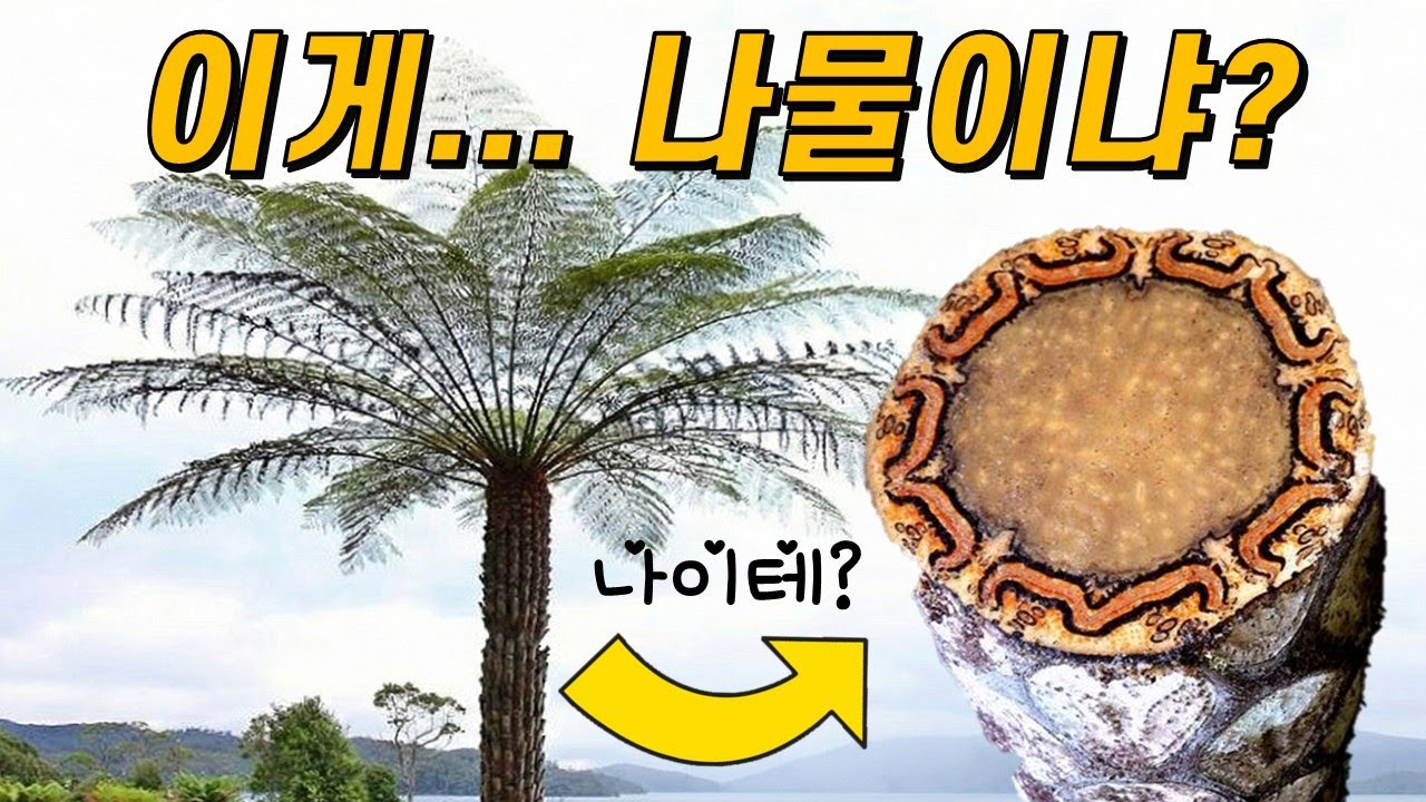 나무 고사리는 나무인가, 나물인가?🌿 줄기 안에는 뭐가 있을까?｜나무 고사리의 진화🌴