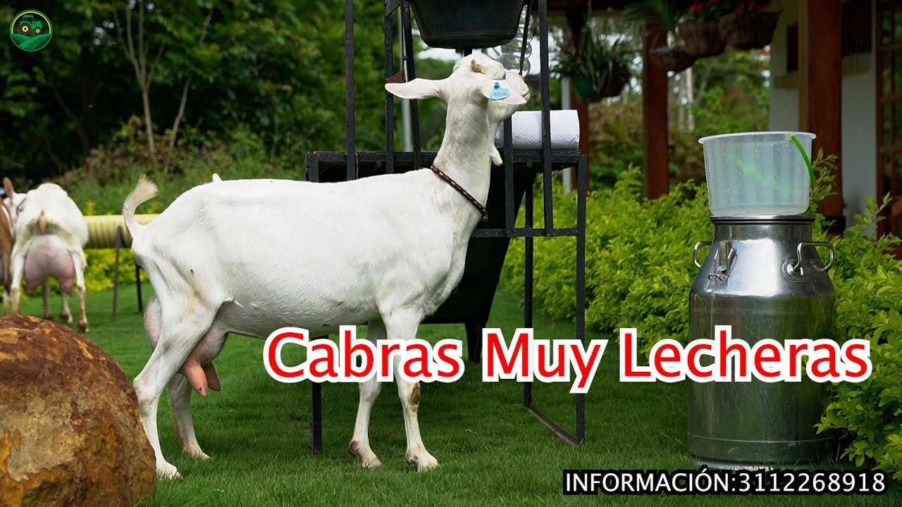 LAS CABRAS MÁS LECHERAS en Cabrío de Colombia.