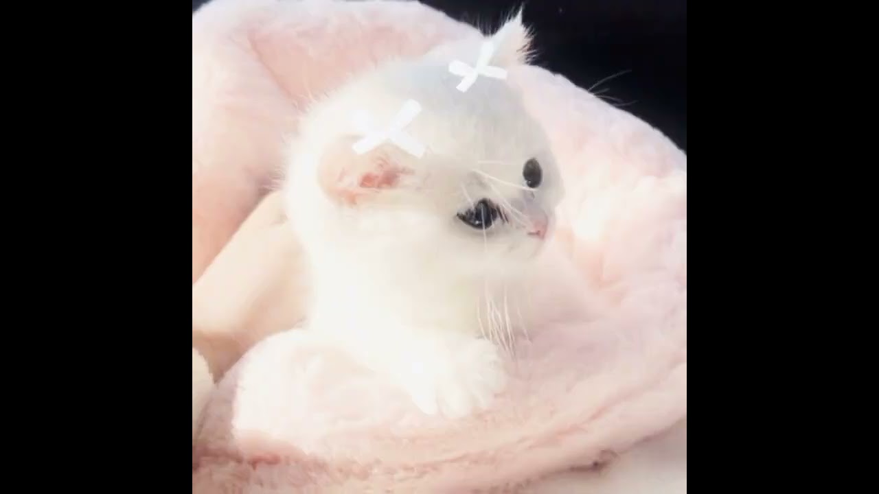#cute