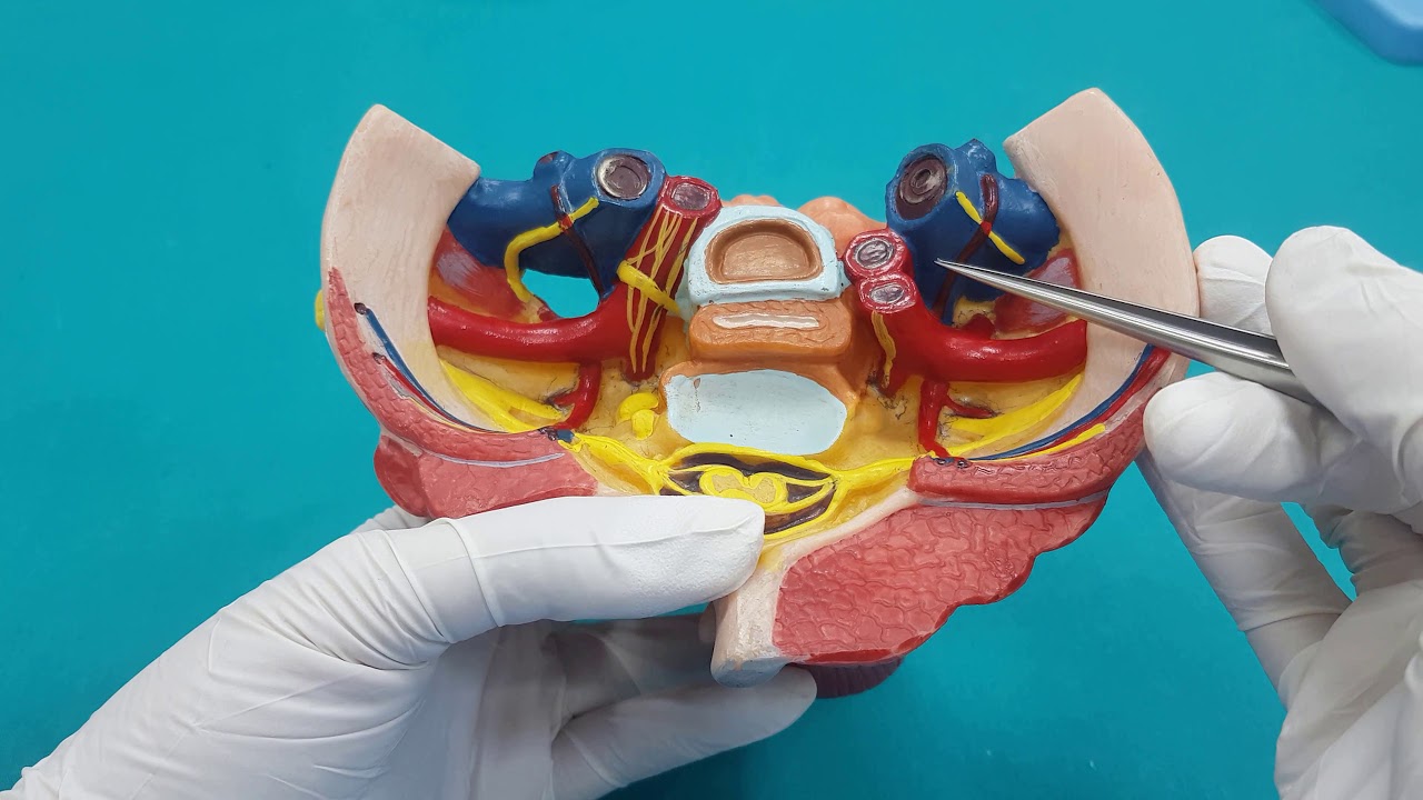 Baş-Boyun Arterleri Anatomisi (4.Bölüm)