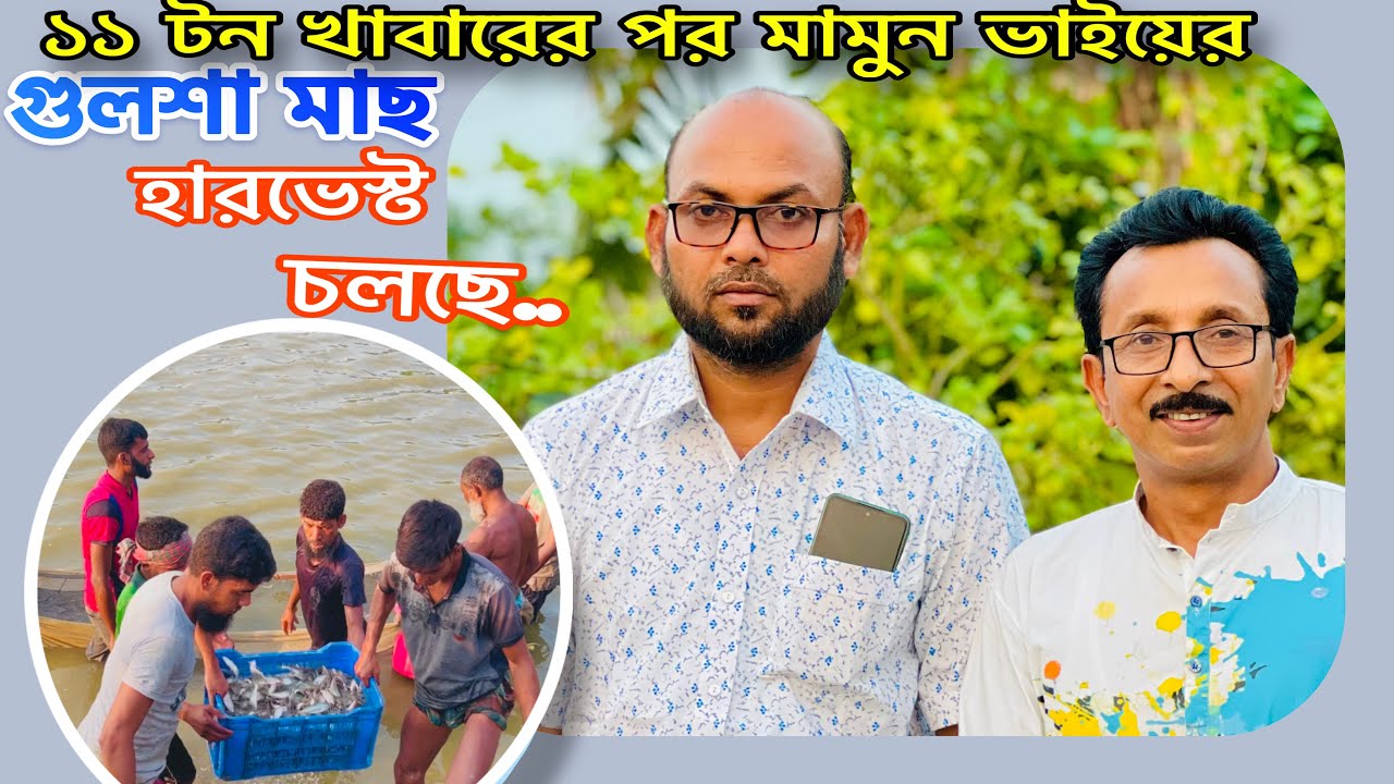 ১১ টন খাবারের পর গুলশা মাছ হারভেস্ট চলছে.. ll catfish bd