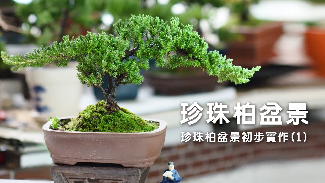 珍珠柏盆景初步實作(1)