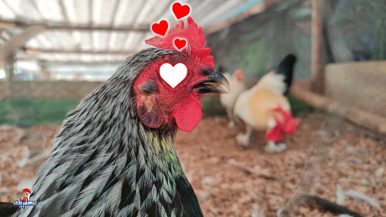 Uniendo a los Esposos después de Mucho Tiempo 🐔🐓 La Nagasaki y Torito