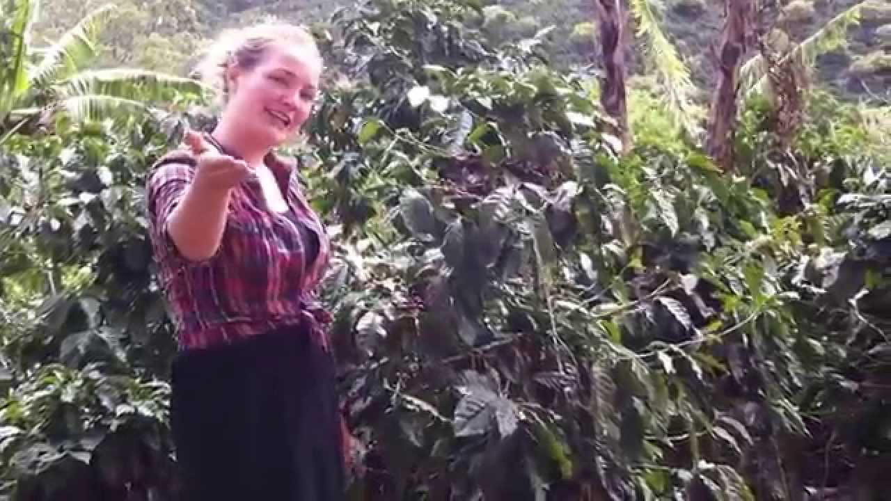 [VAN KOFFIEBES TOT KOFFIEBOON 1/5] De Koffieplant Uitgelegd