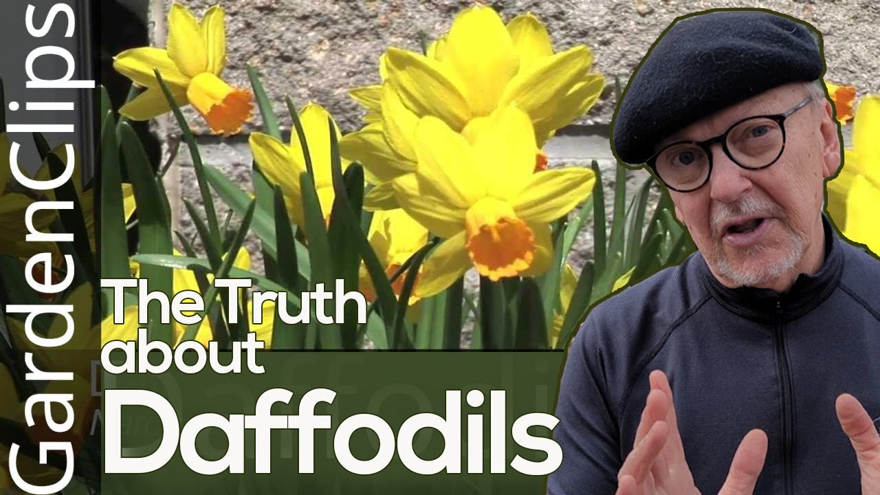 Daffodil - Narcissus - Where to plant Daffodils