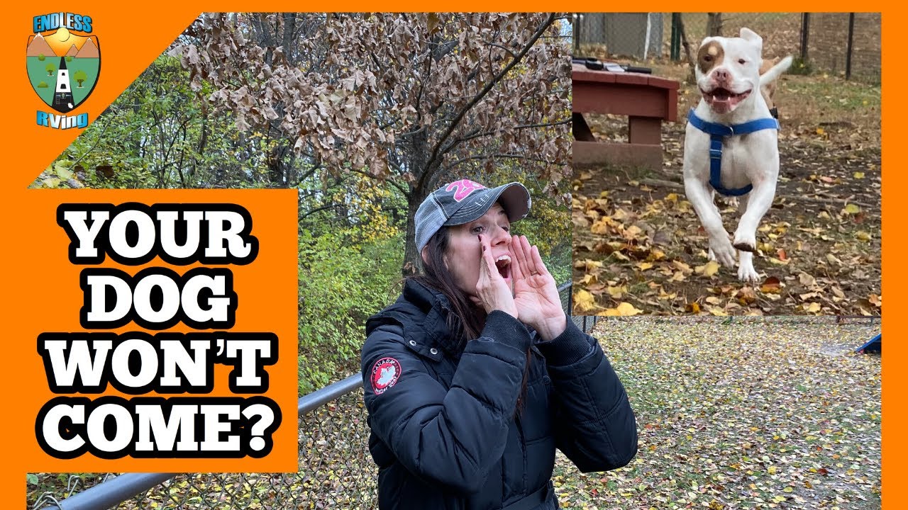 Camping With Dogs — The SECRET To Getting Your Dog Come in 5 Easy Steps!