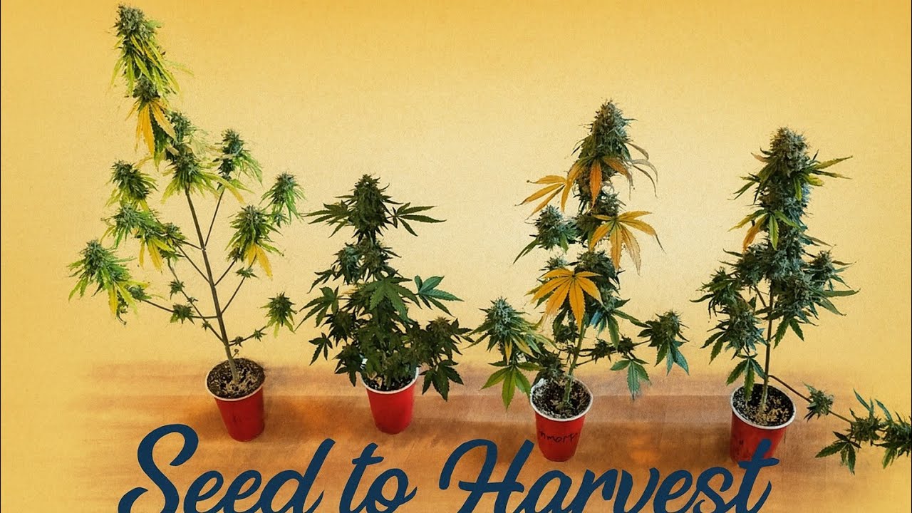 Полное от семян до сбора урожая и сухого веса в одиночном чашке для выращивания растений в автома...