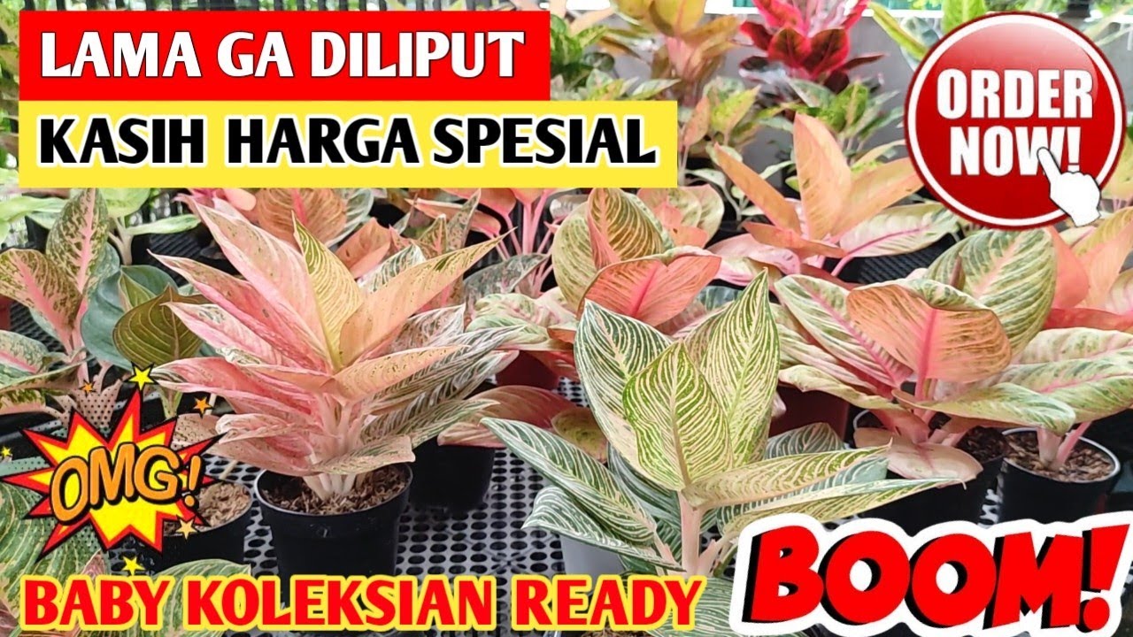 Lama Ga Diliput‼️ Aglonema harga spesial, Anakan koleksian ready ~ 56