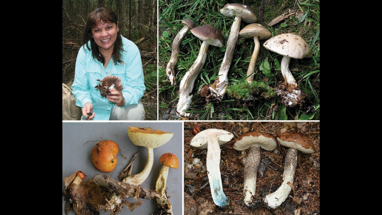 About the genus Leccinum and other interesting boletes