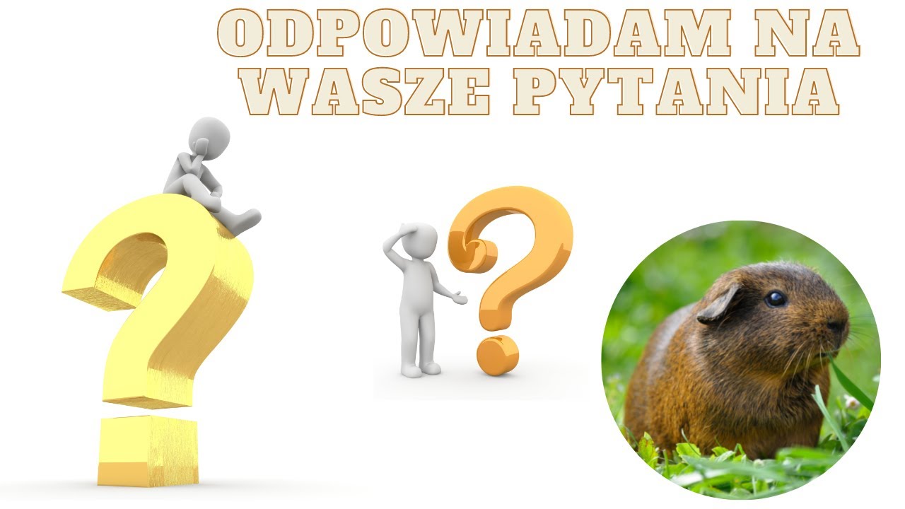 Najczęściej zadawane Wasze pytania o świnki morskie - odpowiadam - FAQ