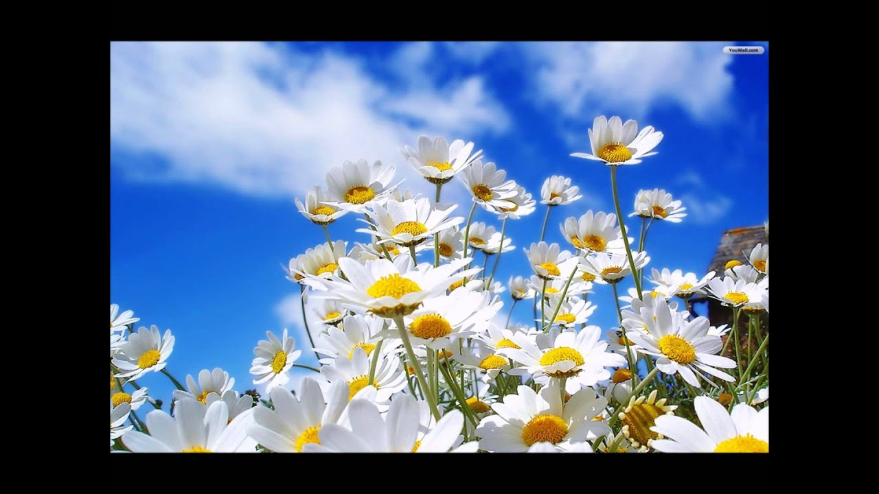 Leaving on a Jet Plane - Emi Fujita (Camomile(Classic))