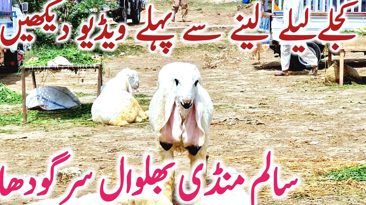5 Neshan Wale Kajle Lele Sheep | Salem Mandi Bhalwal || Global Village Farming