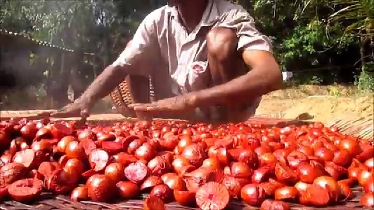Arecanut Harvesting and Processing