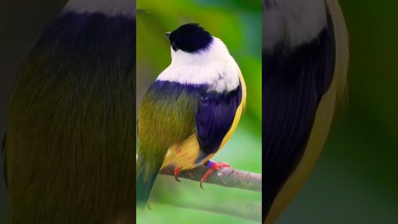 Orange-collared manakin White-collared manakin