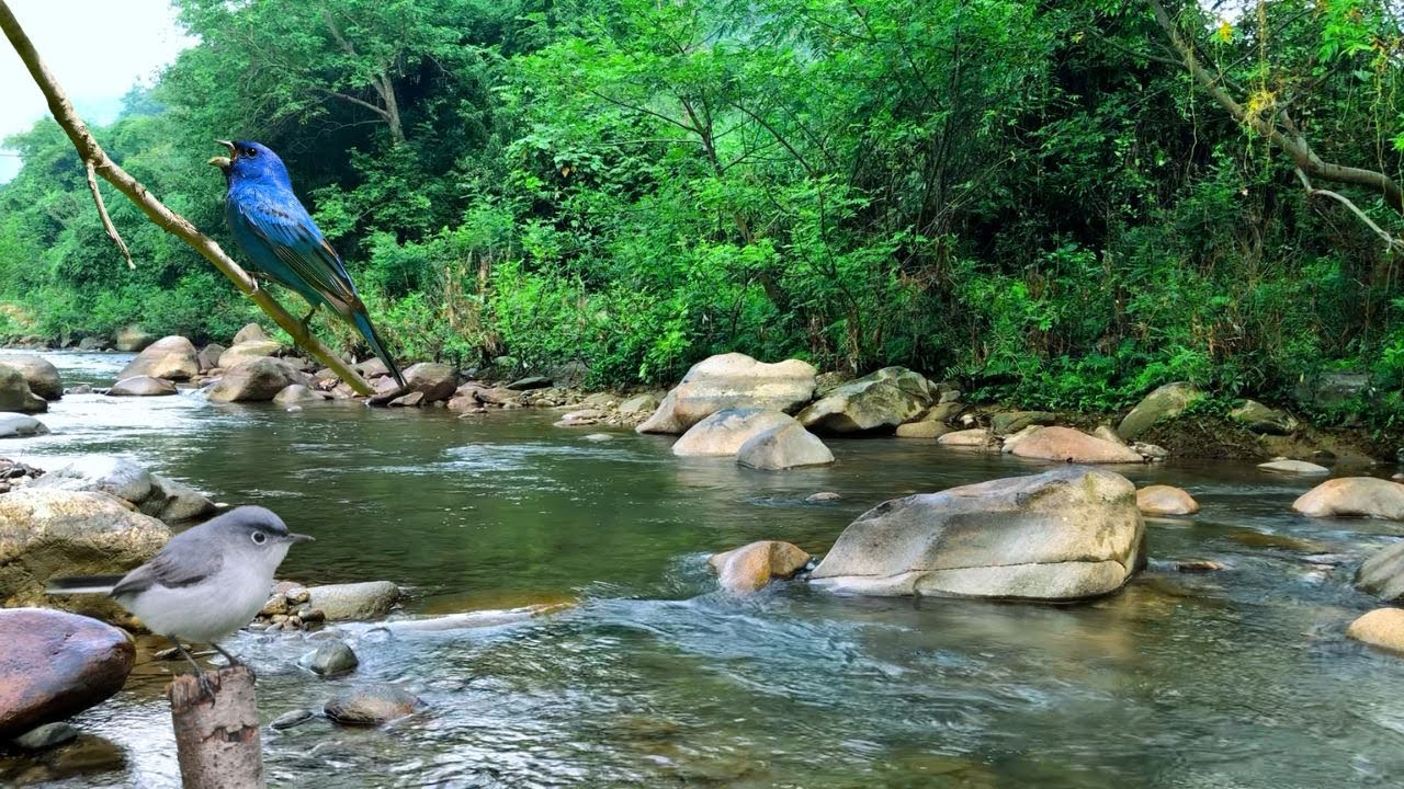 Symphony of Forest Birds and Streams, Relaxing Nature Sounds, Peaceful Nature Heals the Soul, Mind