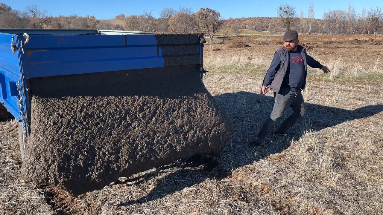 Helezon ile ahırlar da gübre yönetimi yeni buzağımız new calf 👍👍👍