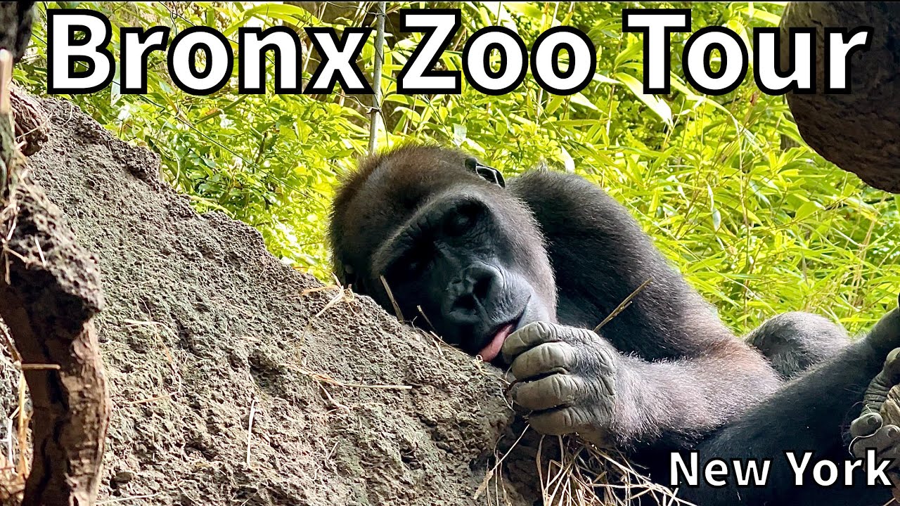 Tour of the Bronx Zoo Tour - Bronx, New York - USA
