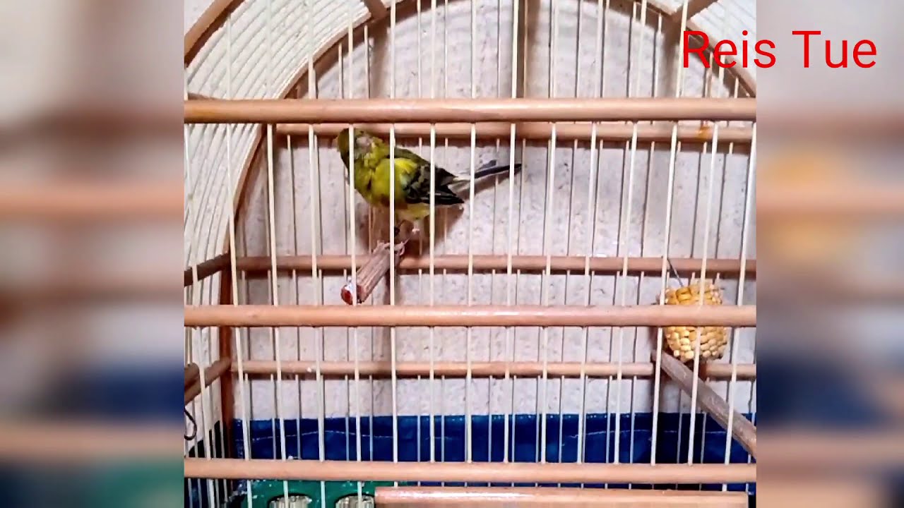 Belguinha na muda