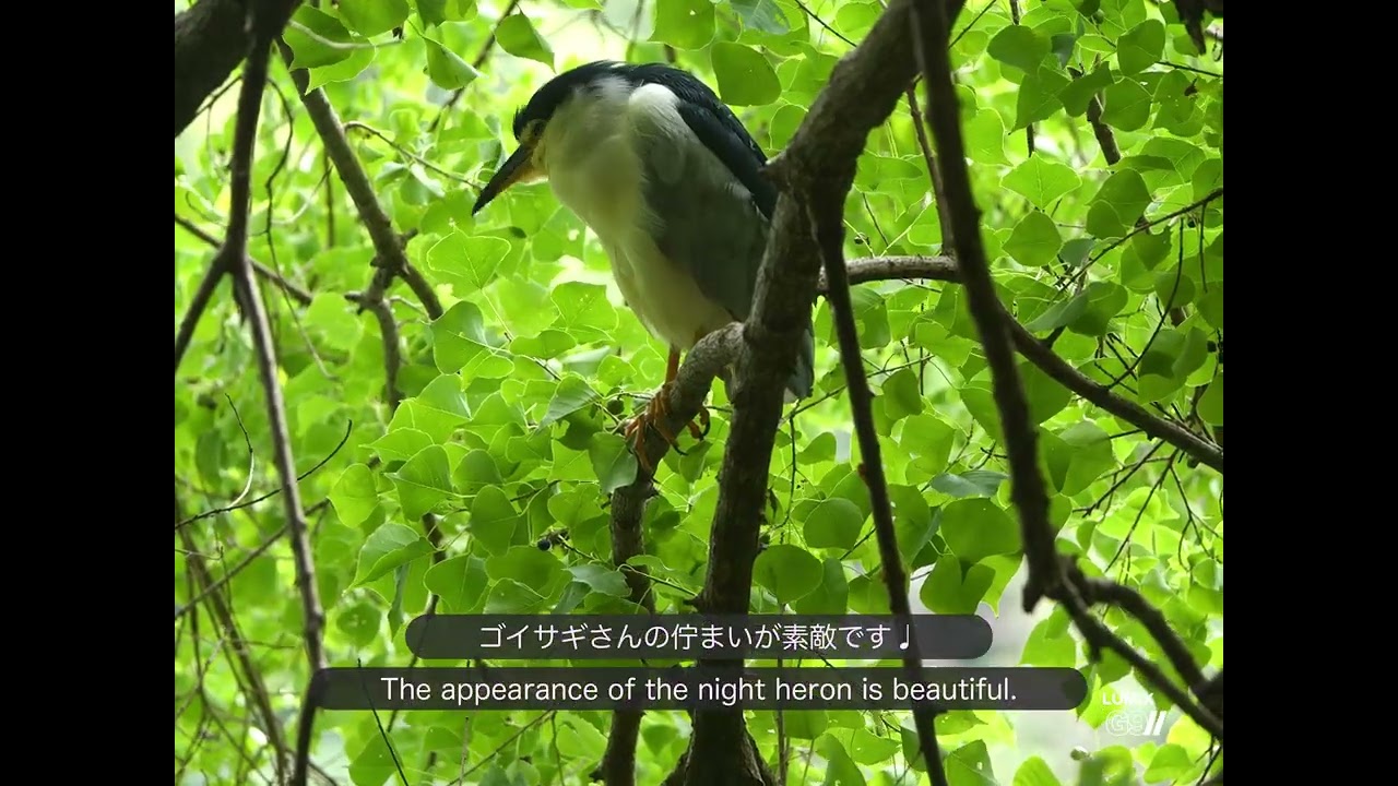 ゴイサギ 五位鷺 night heron & アオサギ｜🗼東京 都市公園 2025年10月　#野鳥 #野鳥撮影 #バードウォッチング