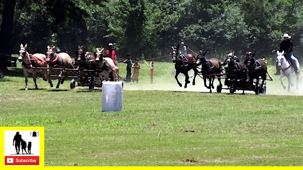 4-Up Mule Team Races - What About Bob Chuckwagon Races 2022 |  Saturday