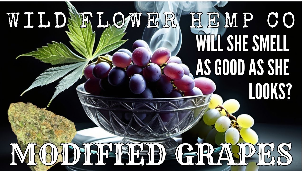 Trying MODIFIED GRAPES Strain from WildFlower Hemp Co THCa Flower Review