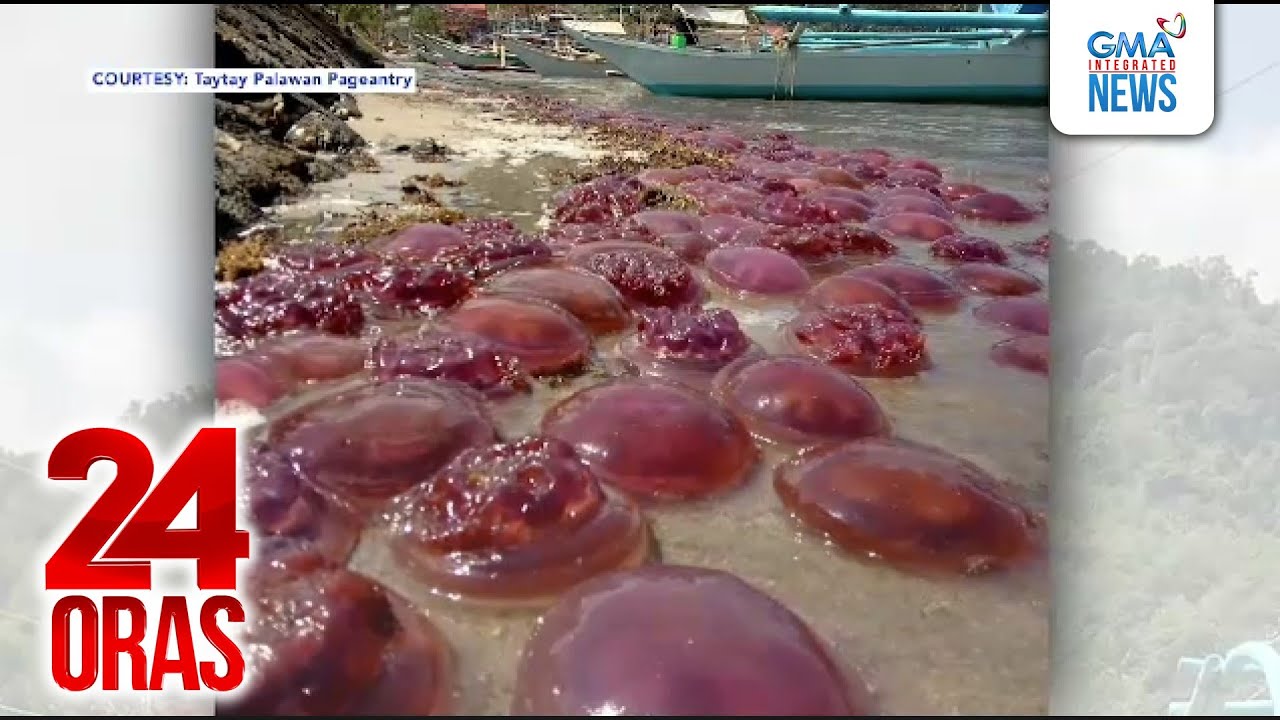 Daan-daang pink na dikya, inanod sa dalampasigan ng Taytay, Palawan | 24 Oras