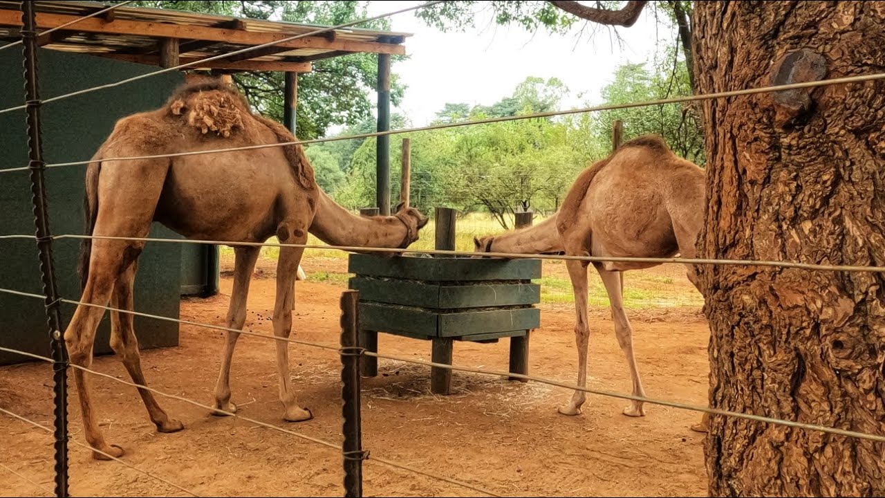 Buyuk Chamlija - Socio, Eco, Techno Village | Unique Day Outing In Centurion
