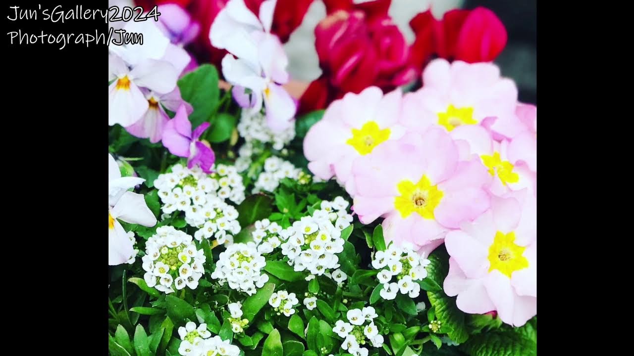 2026.3.16 みかんの国V.C.U(愛媛⇔埼玉500マイルコラボ)