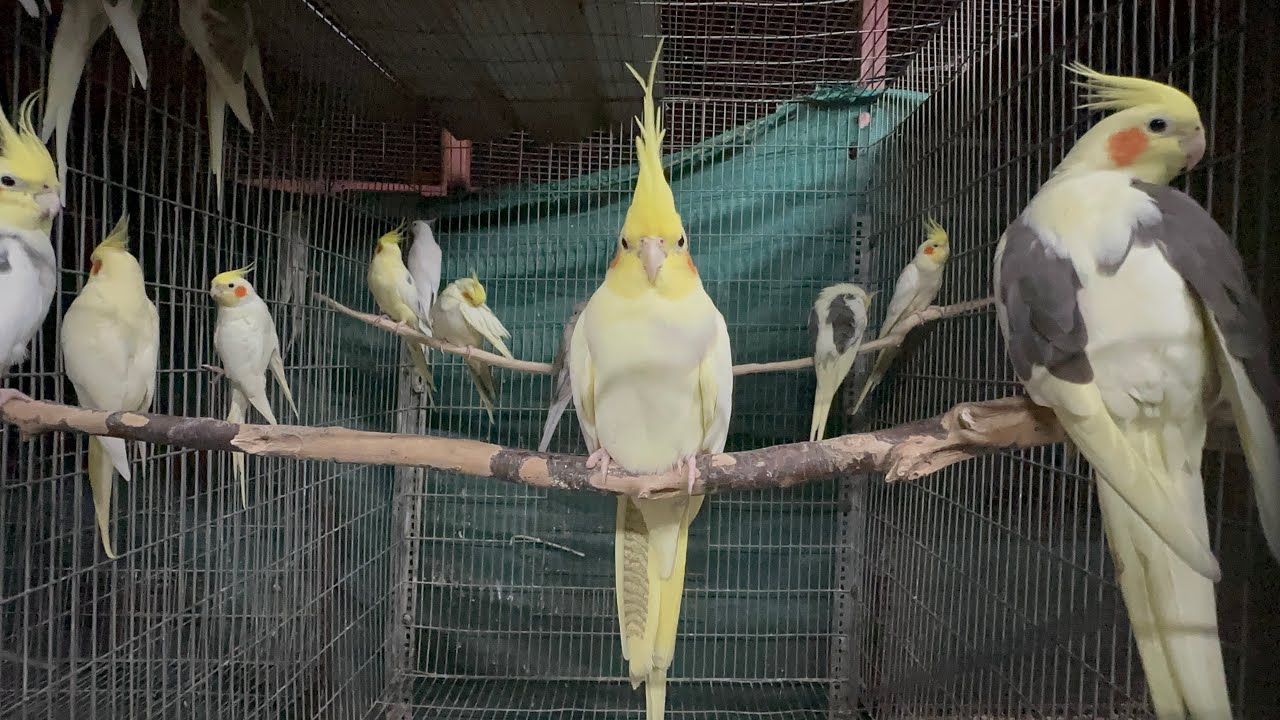 Evening feeding for pets at our aviary- எங்கள் செல்லப்பிராணிகளுக்கு மாலை உணவு cockatiels Aseels