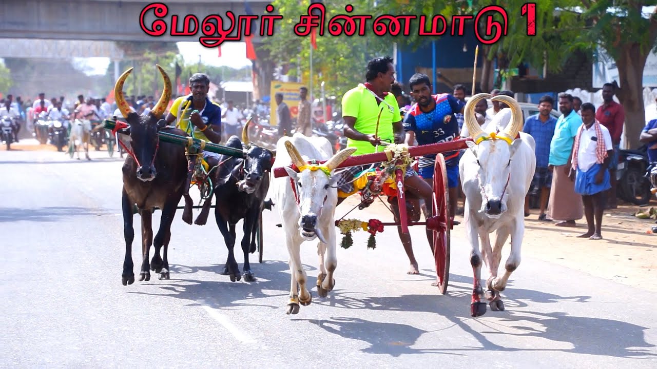 மேலூர் சின்னமாடு 1 || 26.03.2023 || V Photography #panthayam