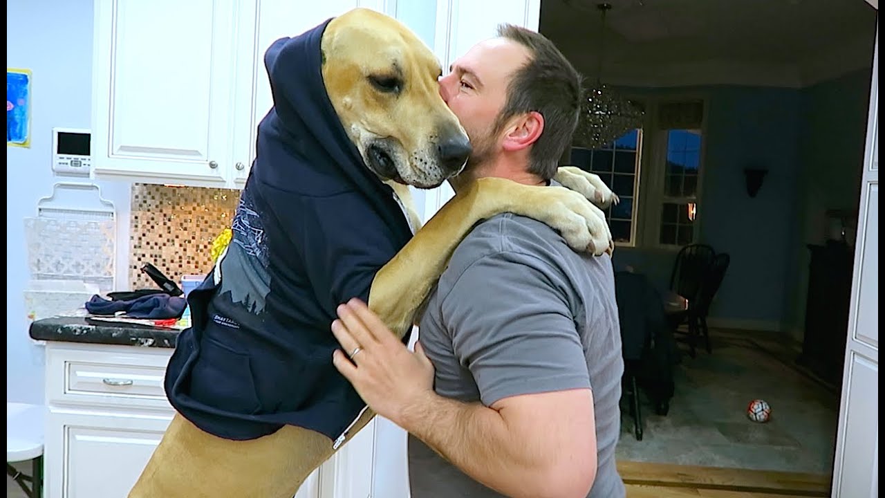 MONSTER DOG HOODIES!