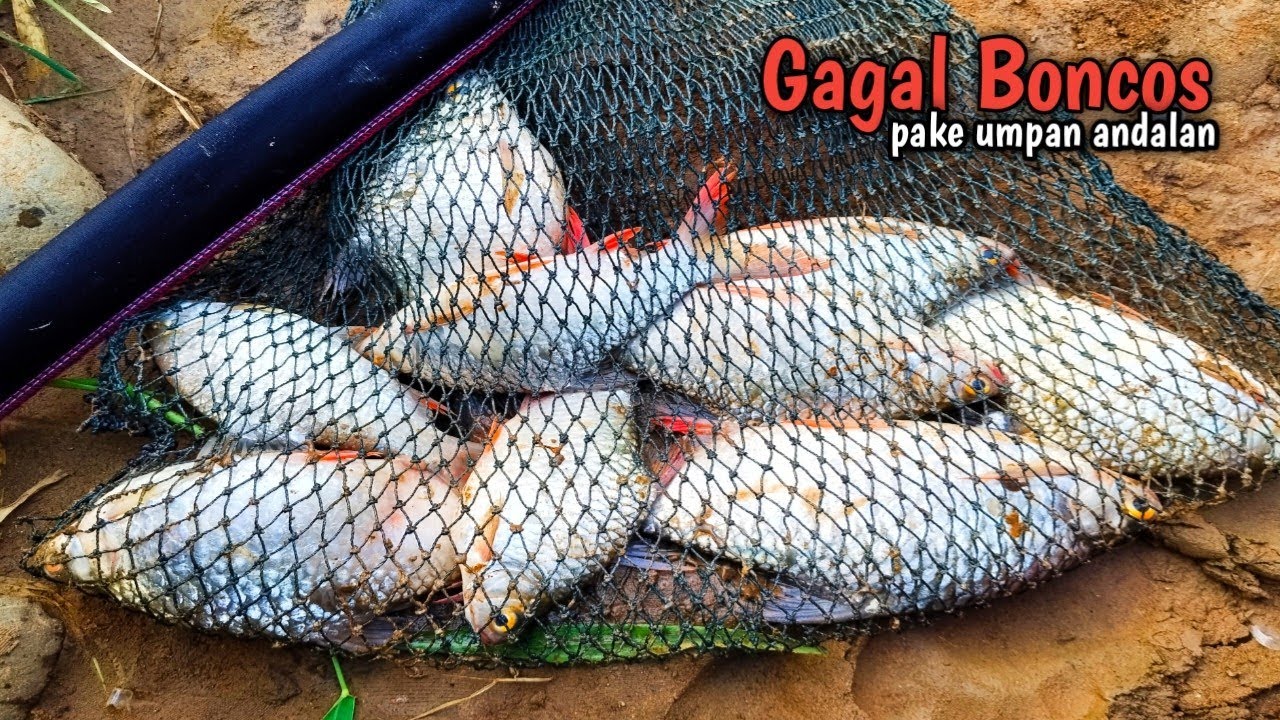 Gagal Boncos‼️Pake Umpan Andalan Saat Air Keruh Koja Jadi Ada isi Nya‼️ Mancing Tawes Sirip Merah