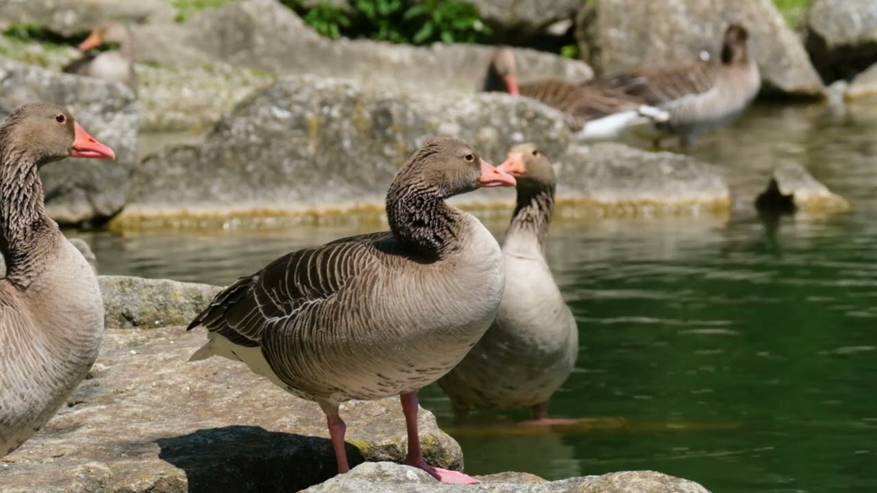 We study animal sounds  Geese