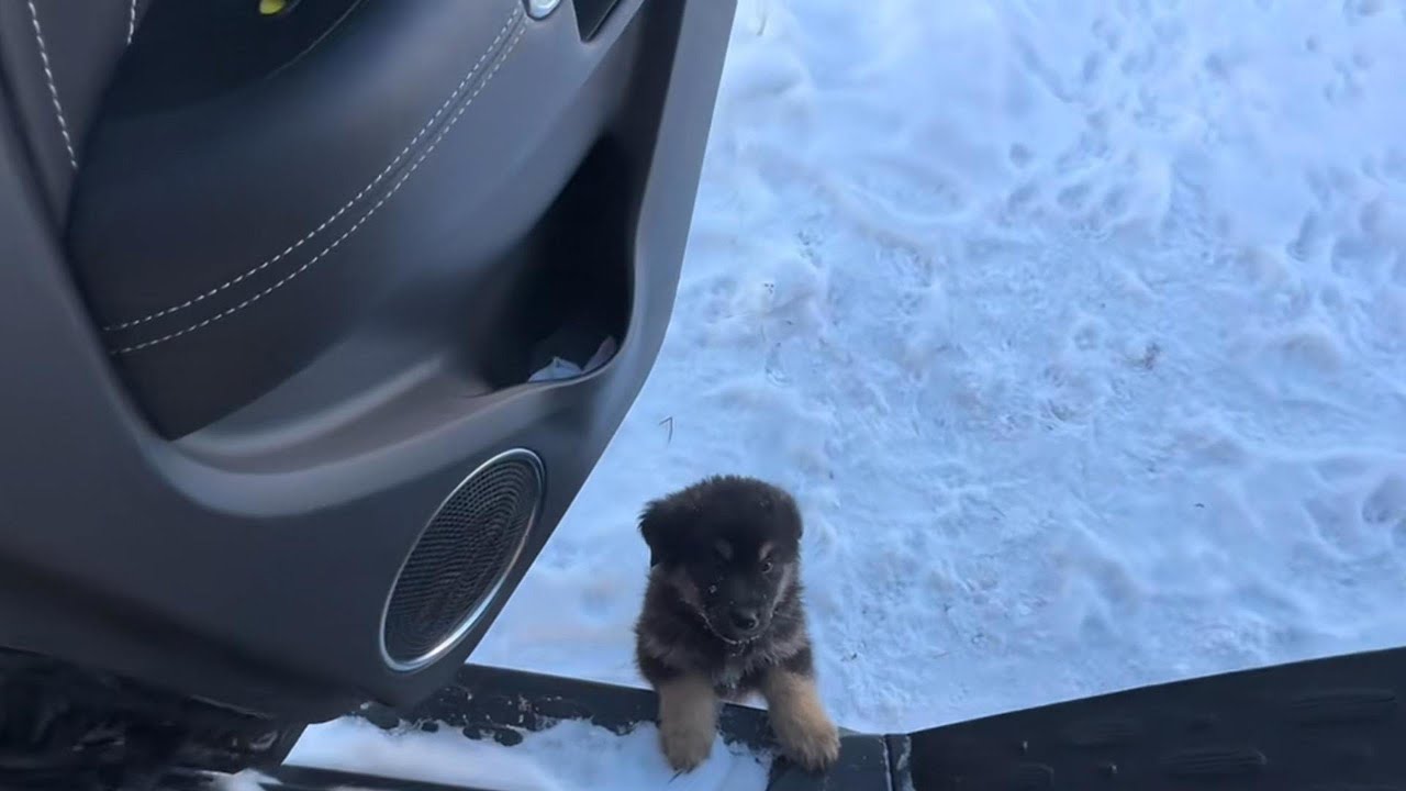 Dog, will you come with us? You'll freeze to death here!