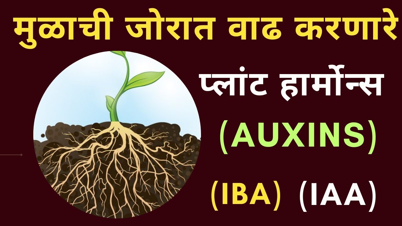 मुळांचा सर्वात जलद गतीने विकास करणारे प्लांट हार्मोन्स ll Auxin Hormons (IAA)and (IBA)