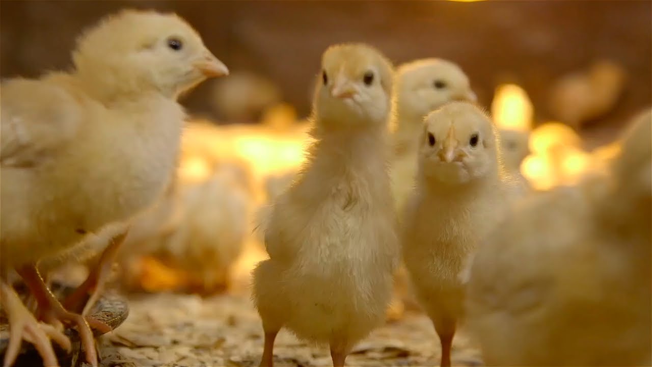 Shamba Shape Up Sn 13 - Ep 12: Chicken (English)