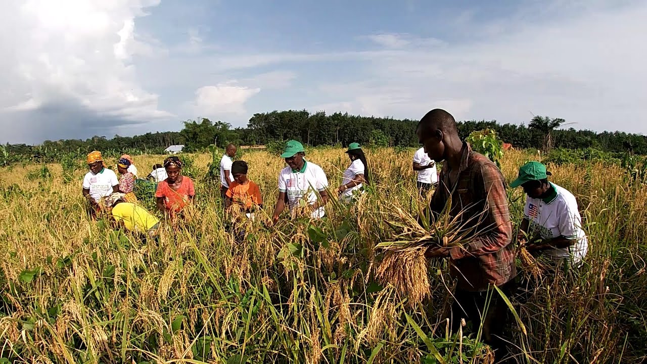 Witness this Beautiful Traditional Rice Harvesting Ceremony in Liberia 2022