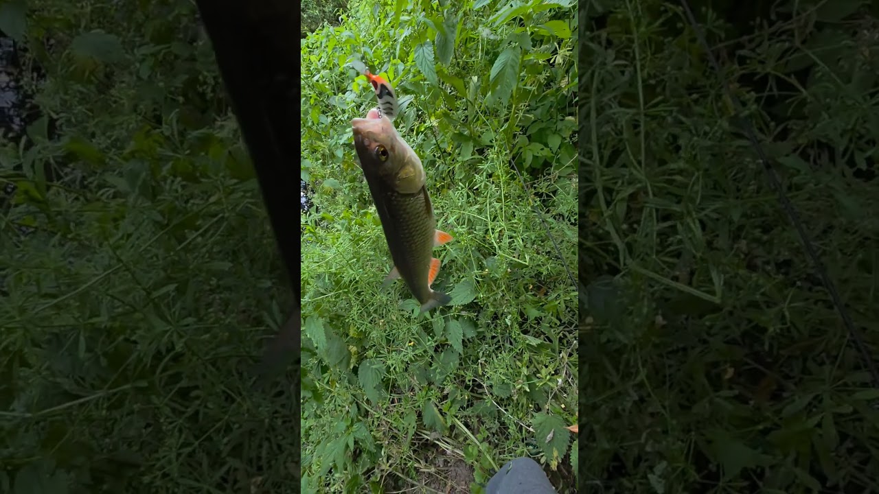 #fishing #chub #spinning #foryou