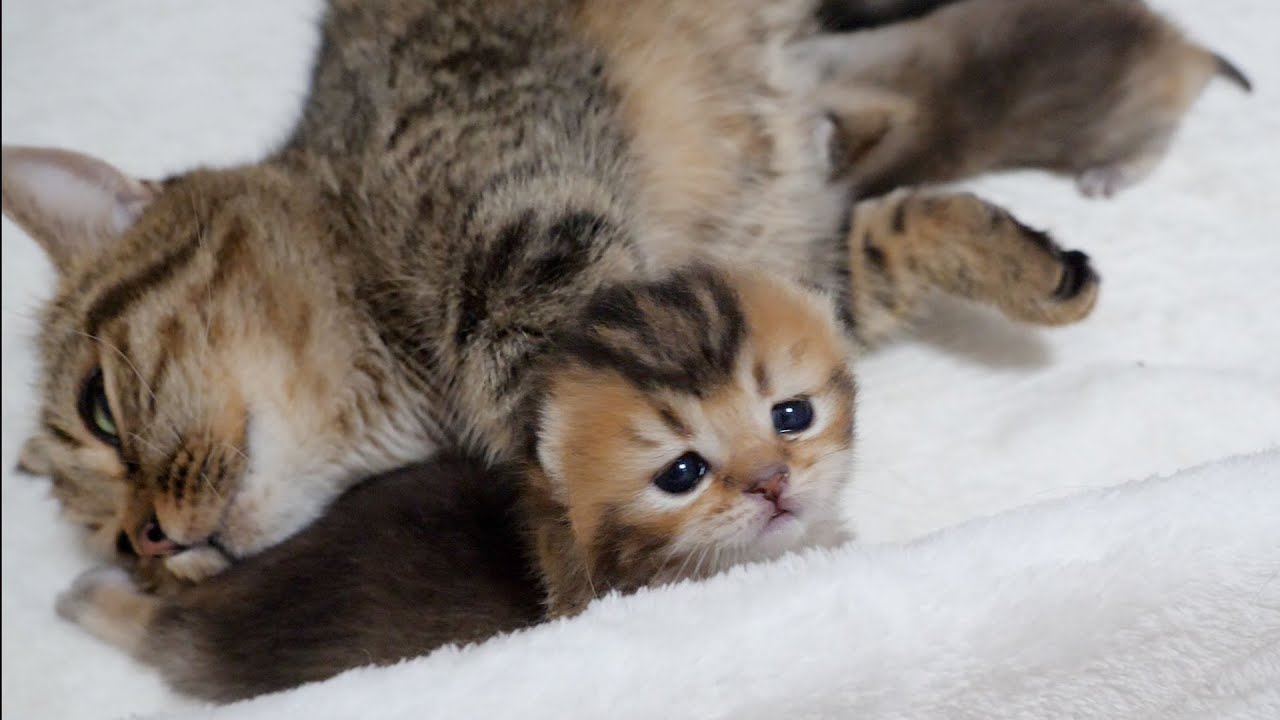 Eventually, the kitten was captured by her mother cat...