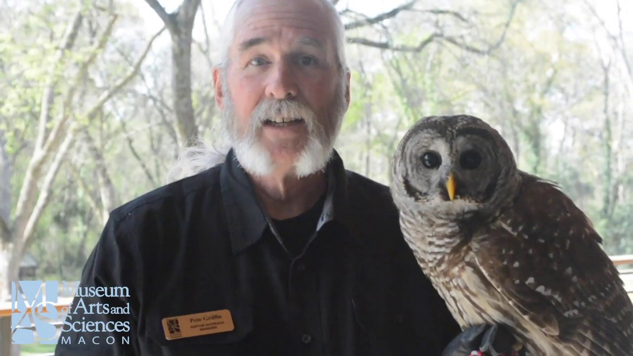 MAS Bird Nerds: Strix the Barred Owl