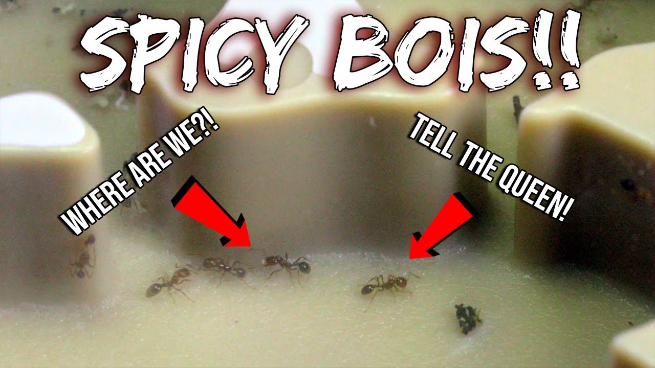 HILARIOUS FIRE ANT REACTION TO A NEW ANT FARM