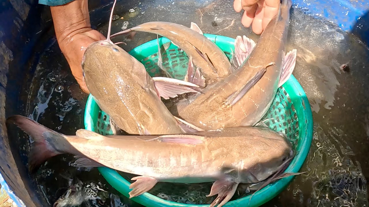 Vô Mánh Mẻ Cá Dồ Biển Nhiều Cá Khủng Hơn 1kilogram|| TCNTV #515