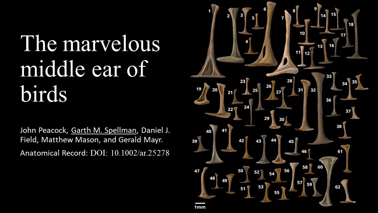 Science Division Pop-Up Lecture: The Marvelous Middle Ear of Birds