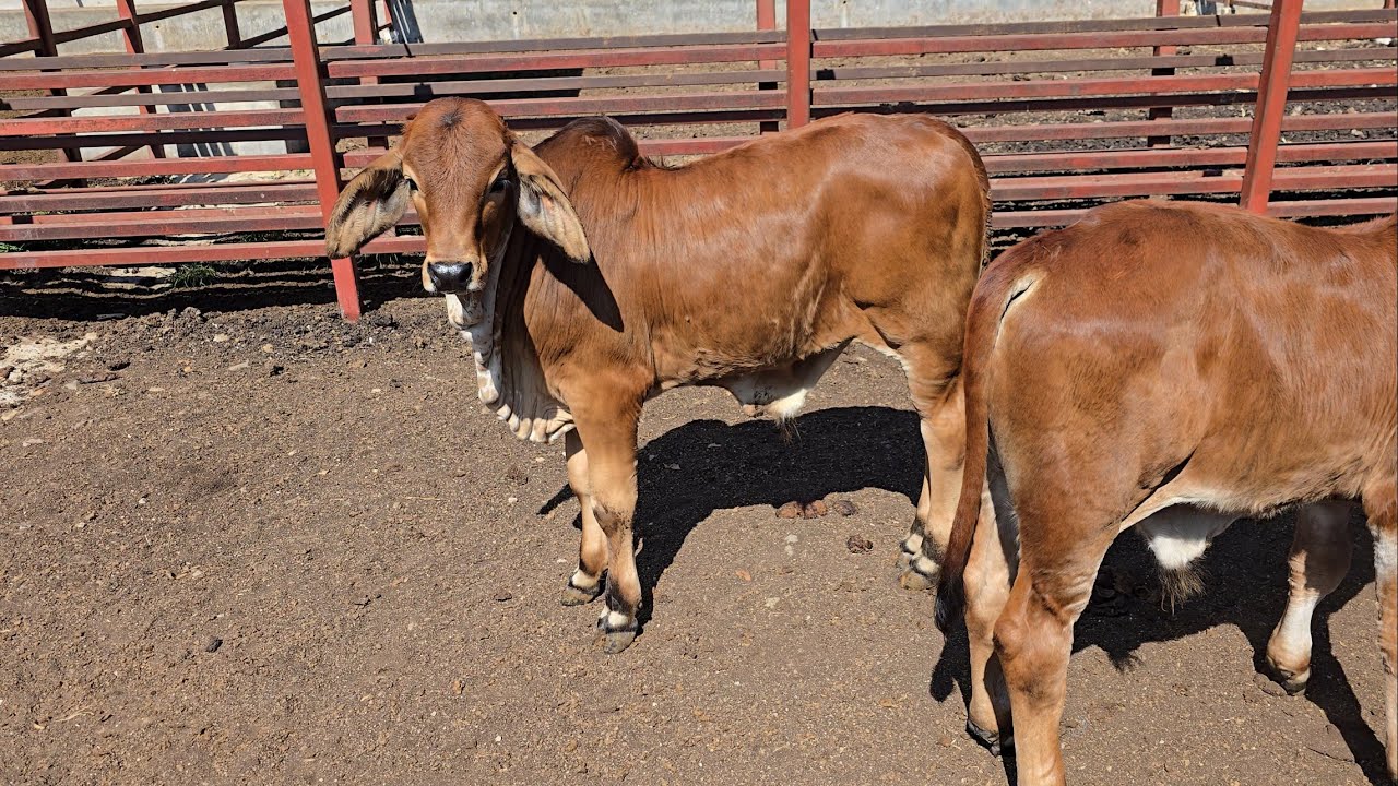 VISITANDO rancho  BRAHMAN gris y rojo en Zapotán NAYARIT!!!!!