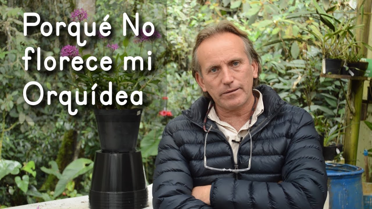 Porqué NO FLORECE una Orquídea: 5 Causas y sus Soluciones