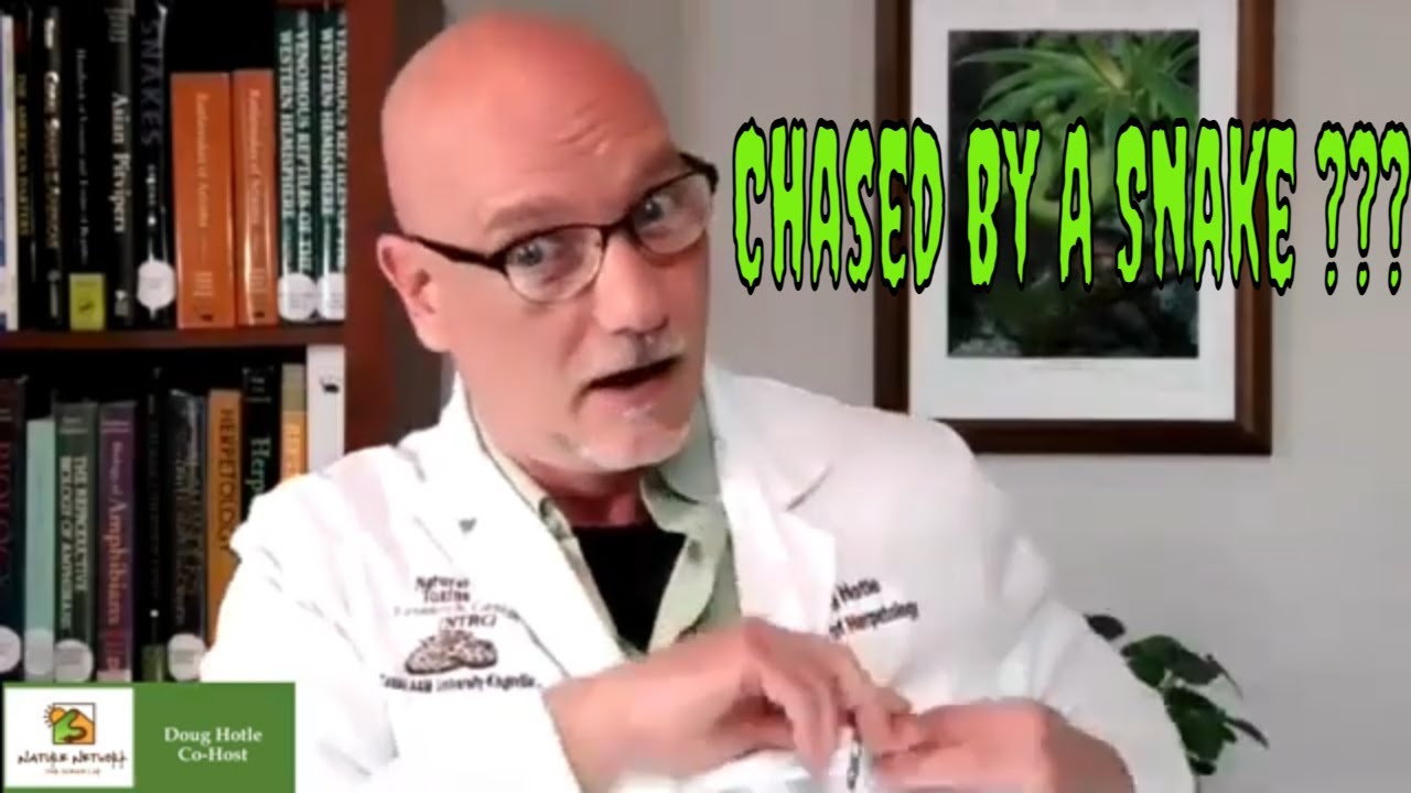Chased By A Snake ???