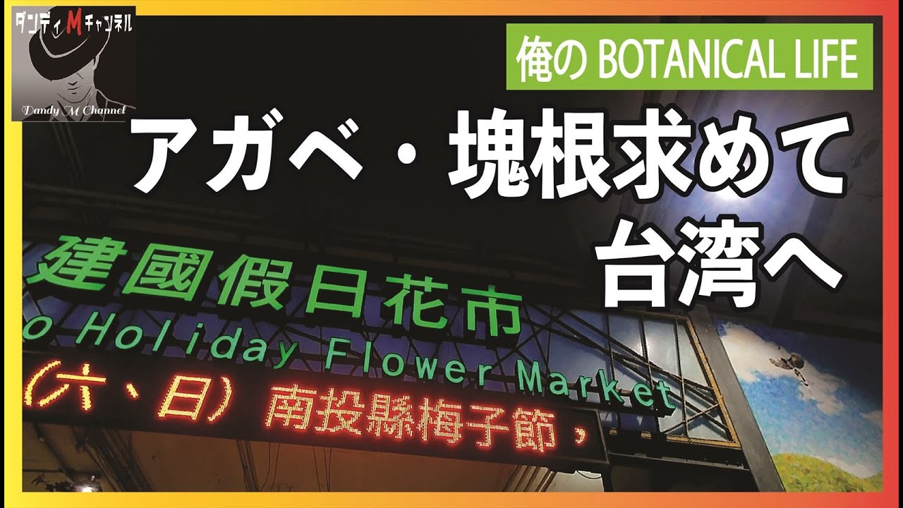 台湾アガベを求めて！　最大級のマーケット「建國假日花市」に潜入　アガベの産地台湾にはどれくらいのアガベがあるのか？現地の人気は？