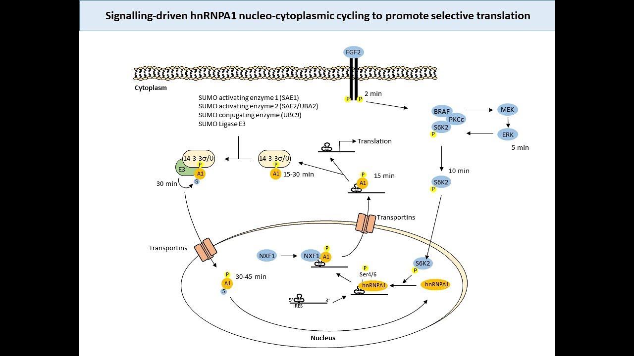 The RNA binding protein, hnRNPA1, and the regulation of apoptosis by FGF2