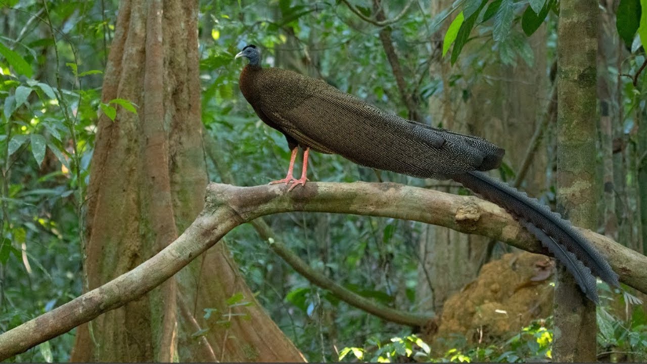 Great Argus: Birds of Paradise | Argusianus argus