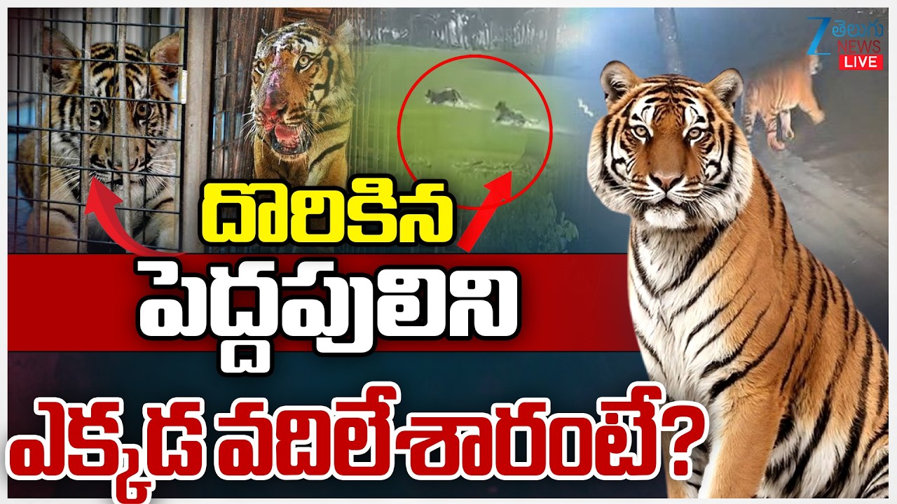 LIVE: Operation Tiger Hunt Grand Success in Rajahmundry | దొరికిన పెద్దపులిని ఎక్కడ వదిలేశారంటే?